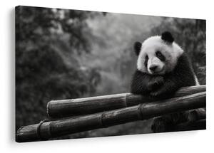Slika panda odmara na bambusu