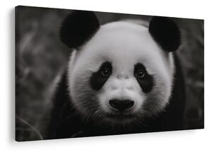 Slika slatka panda u prirodi