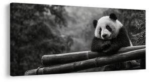 Slika mirna panda u prirodi