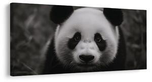 Slika crno-bijela panda s osmijehom