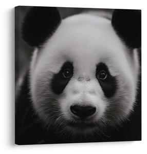 Slika panda na crnoj pozadini