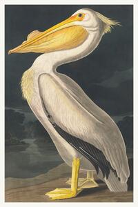 Reprodukcija The White Pelican (Birds) - John James Audubon