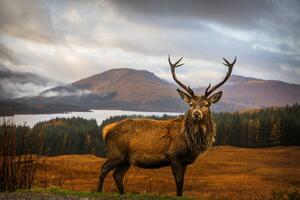 Fotografija Scottish Stag, Adrian Popan