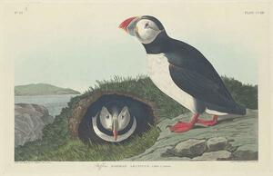 John James (after) Audubon - Reprodukcija Puffin, 1834, (40 x 26.7 cm)