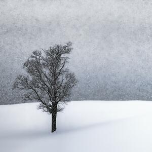 Fotografija LONELY TREE Idyllic Winterlandscape, Melanie Viola