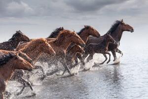 Fotografija Herd of Wild Horses Running in Water, tunart