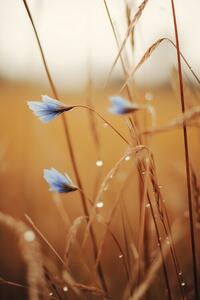 Fotografija Blue Corn Flowers, Treechild