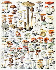 Reprodukcija Illustration of Mushrooms c.1923, Millot, Adolphe Philippe