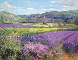 Timothy Easton - Reprodukcija umjetnosti Lavender Fields in Old Provence, (40 x 30 cm)
