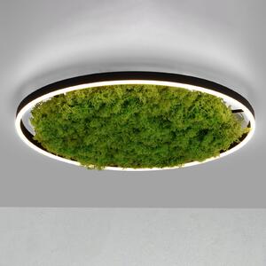 JUST LIGHT. GmbH LED stropna svjetiljka Green Ritus, mahovina prigušljiva Ø58,5cm, prigušiva, Zelena, Dnevni boravak/blagovaonica
