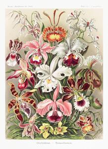 Reprodukcija Orchideae–Denusblumen, Ernst Haeckel