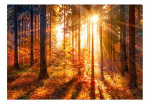 Samoljepljiva foto tapeta - Autumnal Time