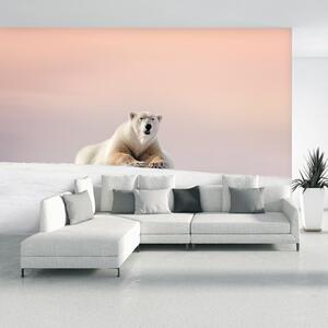 Foto tapeta - Polarni medvjed (147x102 cm)
