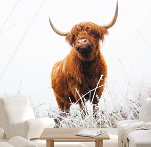 Foto tapeta - Škotsko govedo (147x102 cm)