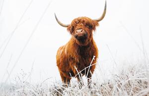Foto tapeta - Škotsko govedo (147x102 cm)