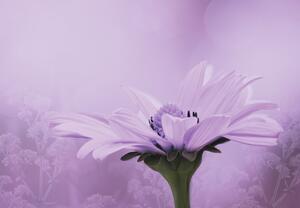 Foto tapeta - Cvijet ljubičice (147x102 cm)