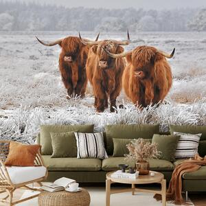 Foto tapeta - Škotska goveda (147x102 cm)