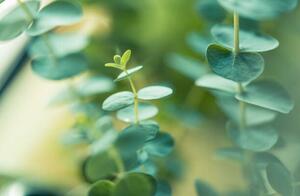 Fotografija Eucalyptus, © Cyrielle Beaubois