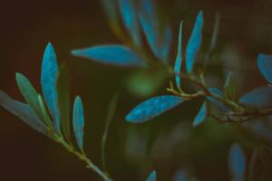 Fotografija green grass in the park with, Feruza Tashmetova