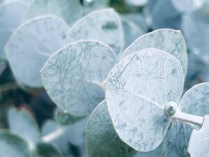 Fotografija Australian Blue Gum Leaves, lynnebeclu