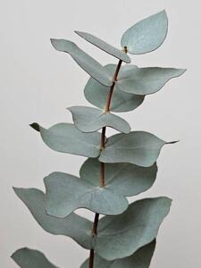 Fotografija Close-up Of Eucalyptus Gunnii Leaves, Dexter