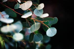 Fotografija eucalyptus, Stephanie Nantel