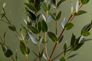 Fotografija Green eucalyptus branches on dark background, Katerina Era / 500px