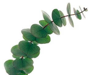 Fotografija Eucalyptus leaves, GAVIN KINGCOME / SPL