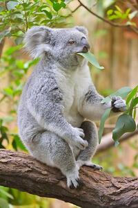 Fotografija Koala, Phascolarctos cinereus, Raimund Linke