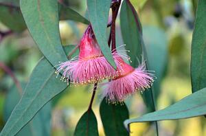 Fotografija Pink gum tree (Corymbia) blossoms, KarenHBlack