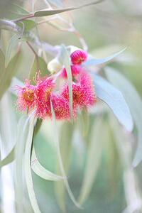 Fotografija Flowering eucalyptus trees, Sharon Lapkin