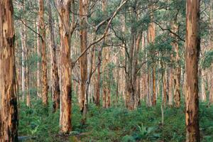 Fotografija Forest of Eucalyptus Trees, Grant Faint