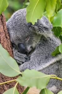 Fotografija Close-up of koala on tree,Forest Lake,Minnesota,United, SYED MUHAMMAD JUNAID / 500px