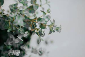 Fotografija potted eucalyptus gunni at home with copyspace, Carol Yepes