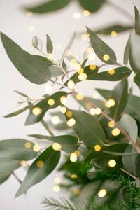 Fotografija Green eucalyptus branches over white background, Anna Blazhuk