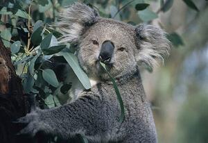 Fotografija Koala eating gum leaves, John Carnemolla