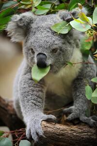 Fotografija young koala, Freder