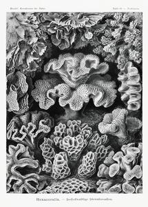 Reprodukcija Hexacoralla–Sechsstrahlige Sternkorallen, Ernst Haeckel