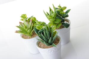 Umjetne biljke u setu 6 kom (visina 11 cm) – Casa Selección