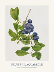 Reprodukcija Plums (Watercolour Kitchen Fruit)