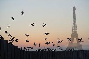 Fotografija Eiffel Tower, Pigeons, Peter Cade