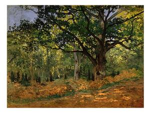 Reprodukcija slike Claude Monet - The Bodmer Oak, Fontainebleau Forest, 70 x 50 cm