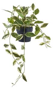 Umjetna biljka (visina 33 cm) Hoya Carnosa – House Nordic