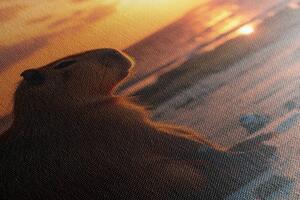Slika kapibara pri zalasku sunca