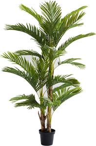 Ukrasna Biljka Palm Tree