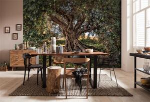 Foto tapeta Olive Tree