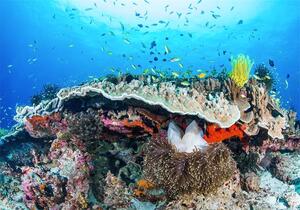 Foto tapeta Coral Reef