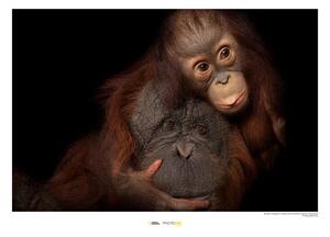 Tapeta Bornean Orangutan