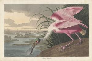 John James (after) Audubon - Reprodukcija umjetnosti Roseate Spoonbill, 1836, (40 x 26.7 cm)