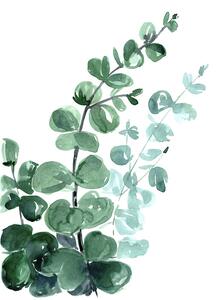 Ilustracija Watercolor eucalyptus bouquet, Blursbyai, (30 x 40 cm)